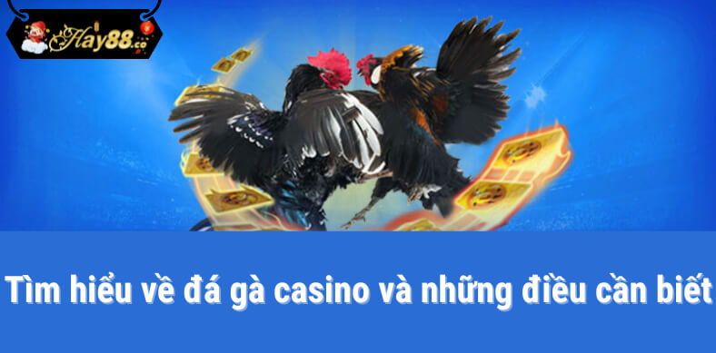 đá gà casino tại Hay88